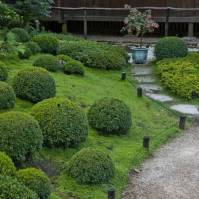 Buxusy je potrebné tvarovať 2 až 3 krát za rok (japonská záhrada, Francúzsko)