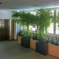Bambusy vo vestibule administratívneho centra