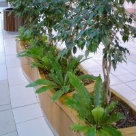 Ficus s podrastom asplénie