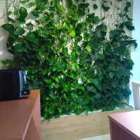 Popínavá zelená stena